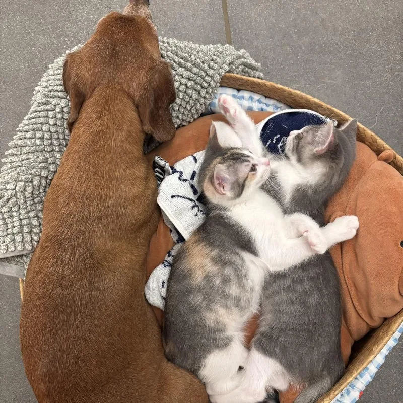 Catniss thumbnail 2