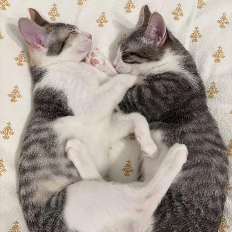Catniss thumbnail 4