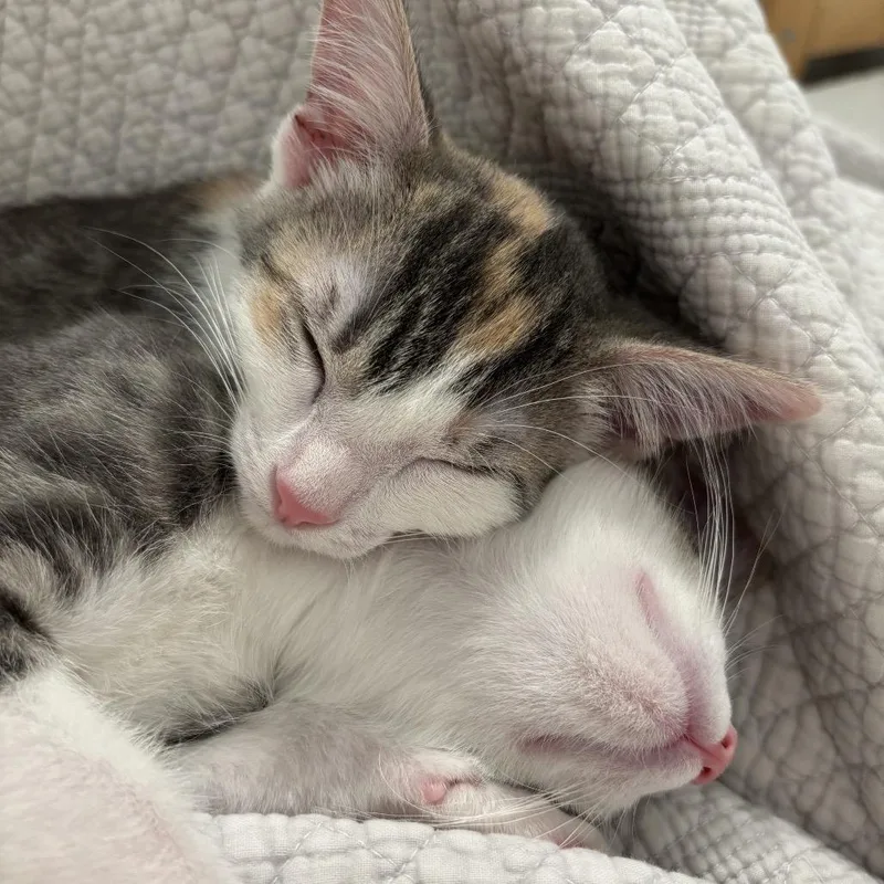 Catniss thumbnail 5