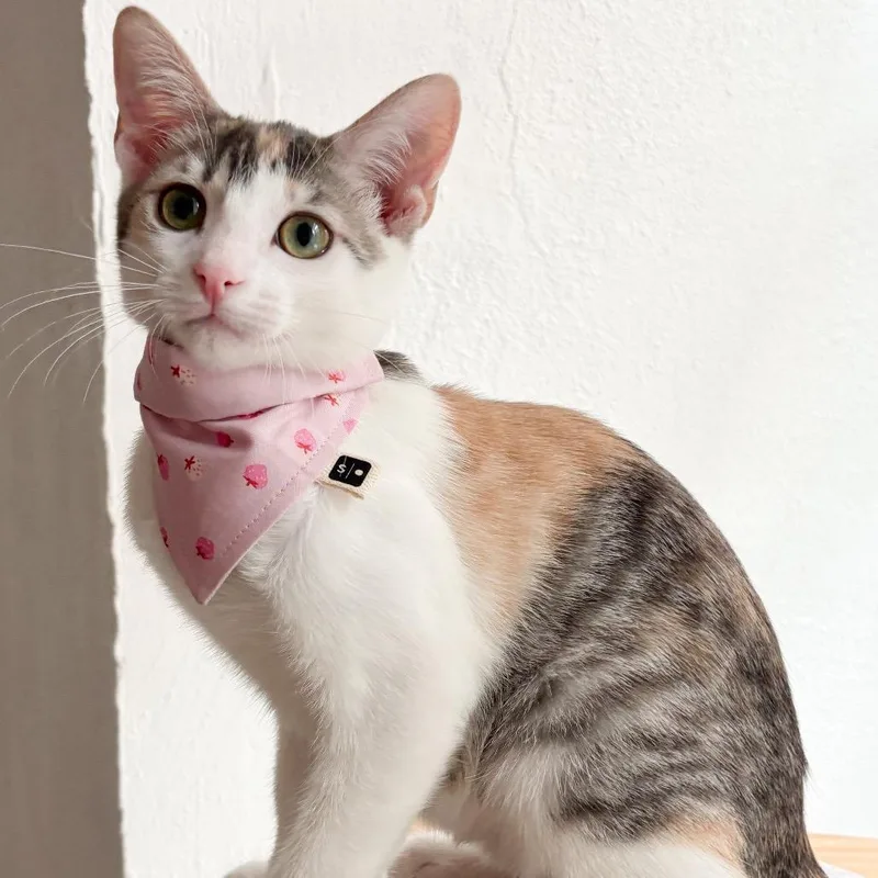 Catniss thumbnail 6