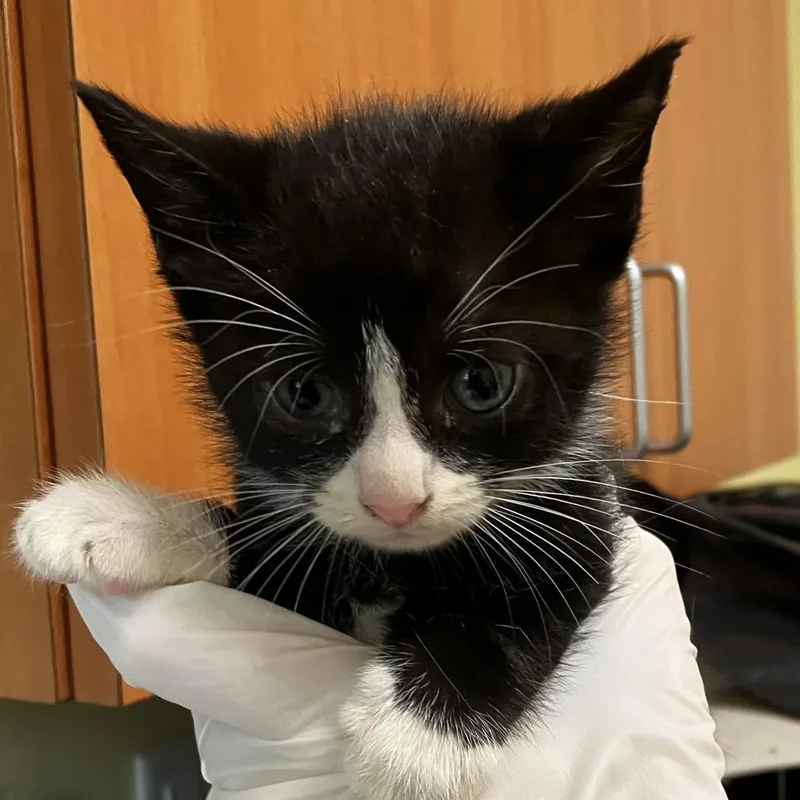 A baby small-sized male Black Domestic Short Hair cat named Mickie for adoption in Wilmington, DE