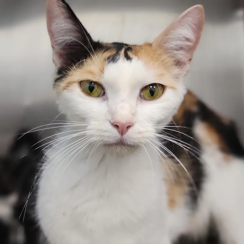 An adult medium-sized female Calico Domestic Short Hair cat named Donut for adoption in Sarasota, FL
