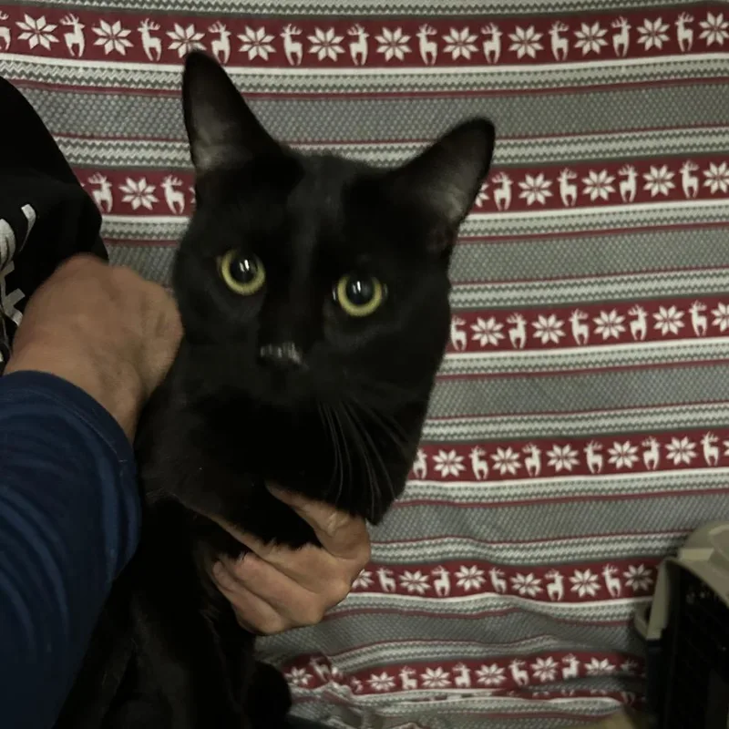 An adult small-sized male Black Domestic Short Hair cat named Texas for adoption in Hemet, CA