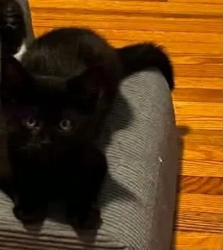 A baby small-sized male Black Domestic Short Hair cat named Luigi for adoption in Beckley, WV
