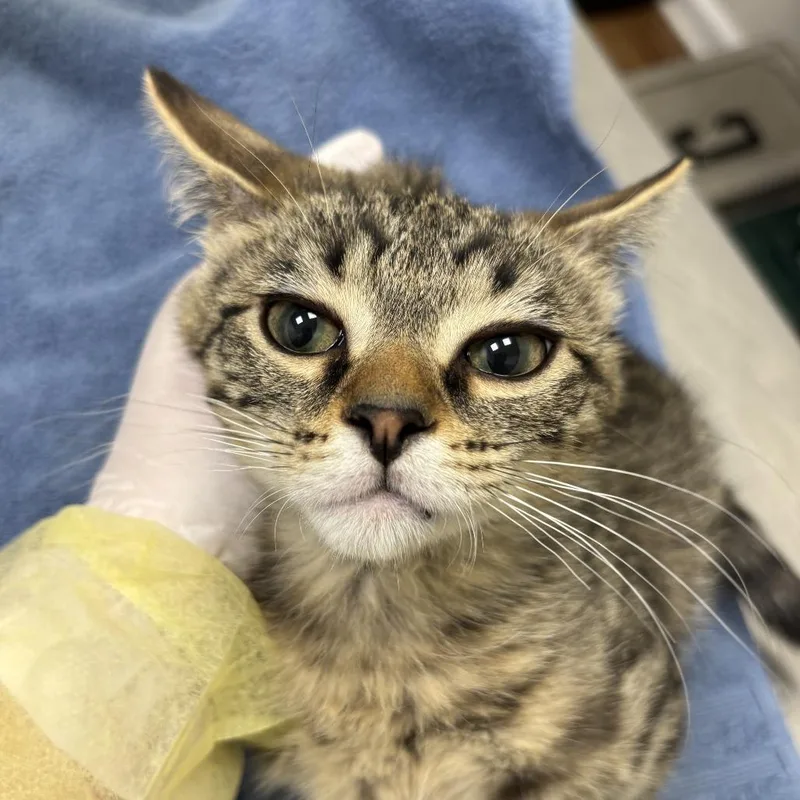 A baby small-sized male Brown / Chocolate Domestic Short Hair cat named Hemlock for adoption in Evanston, IL