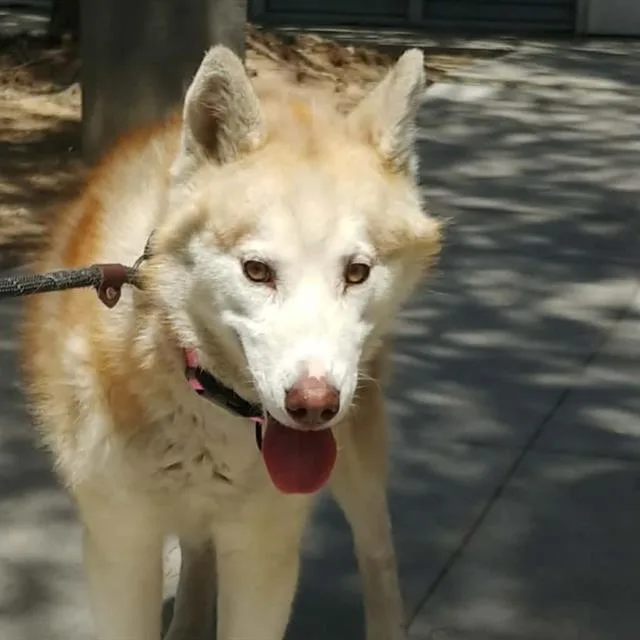 A young large-sized male Siberian Husky dog named Salvador for adoption in Las Vegas, NV