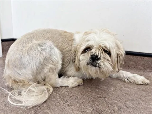 An adult small-sized female Shih Tzu dog named Lola for adoption in Saint Louis, MO