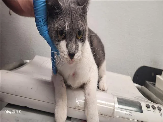 A young small-sized female Domestic Short Hair cat named Hershey for adoption in Los Angeles, CA