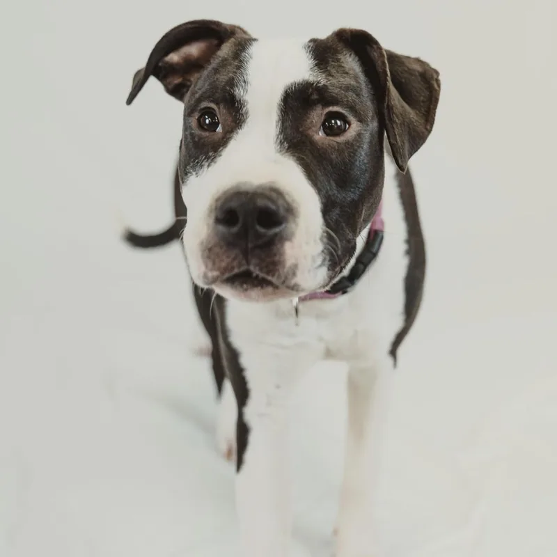 A baby medium-sized female Pit Bull Terrier dog named Arty for adoption in Krum, TX