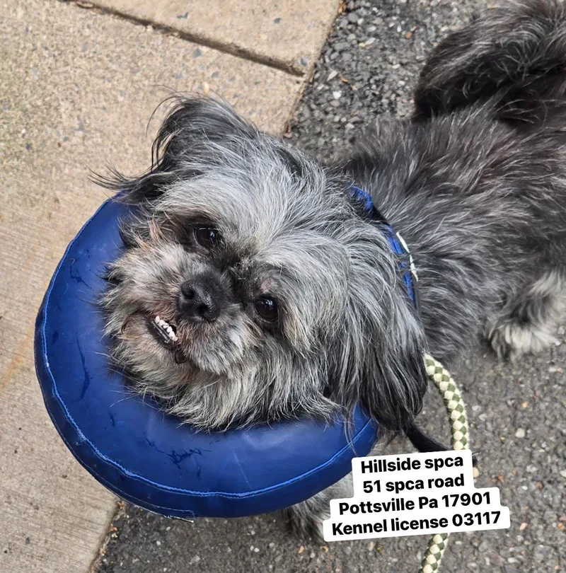 An adult small-sized female Black Shih Tzu dog named Morgan for adoption in Pottsville, PA