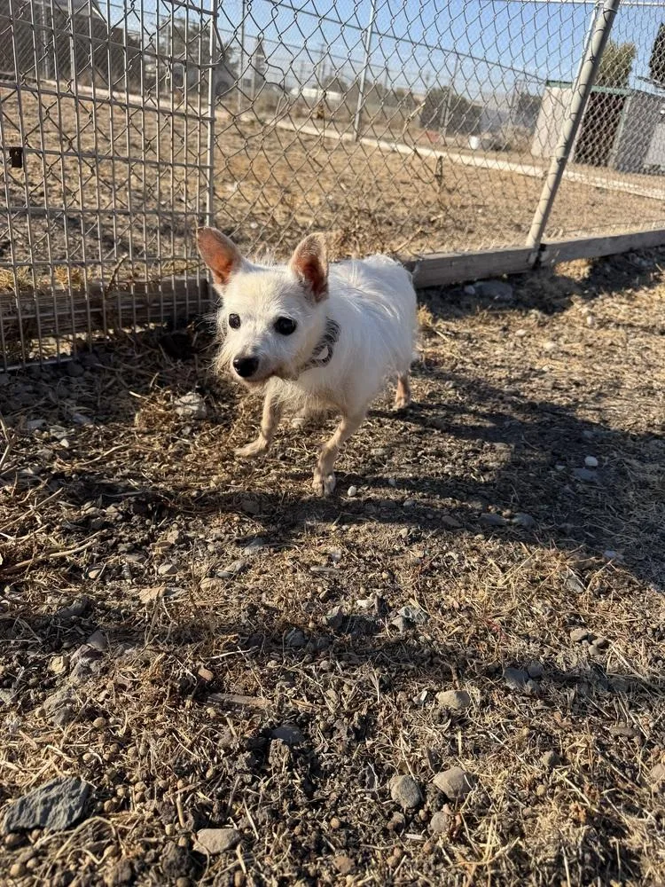 A senior small-sized male Chihuahua dog named Frost for adoption in Stockton, CA