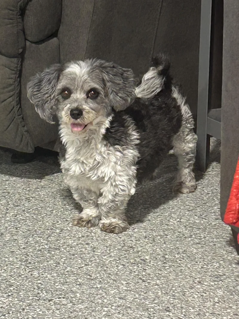 Daisey.  lbs thumbnail 2