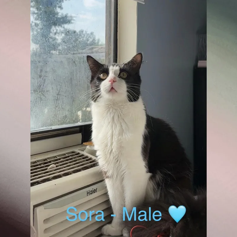 An adult large-sized male Black & White / Tuxedo Domestic Long Hair cat named Sora for adoption in Orange City, FL