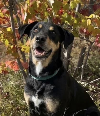 A young medium-sized male Labrador Retriever dog named Major for adoption in Gwinn, MI