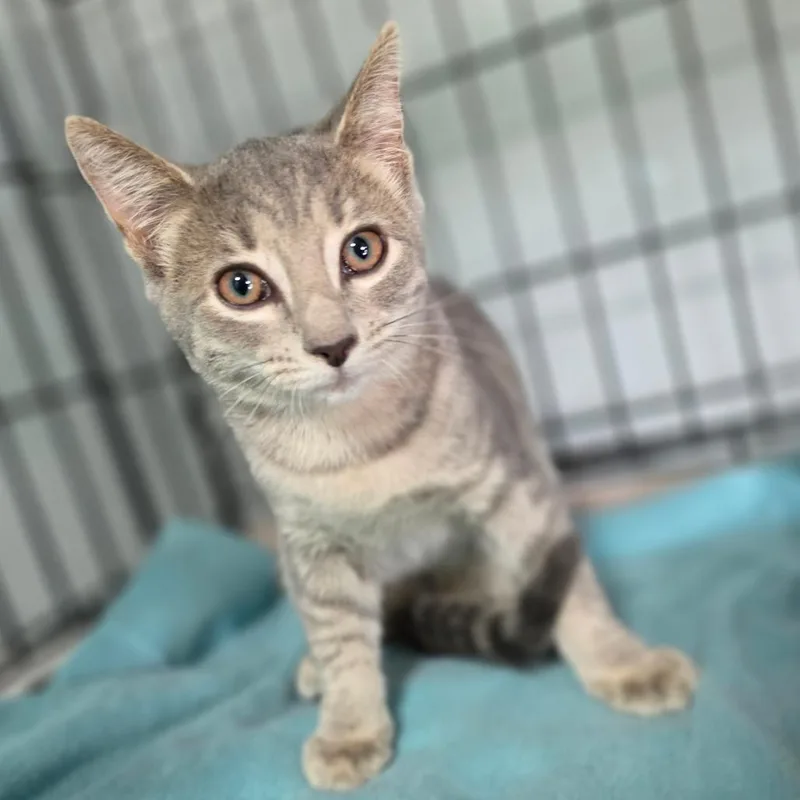 A young small-sized female Gray / Blue / Silver Domestic Short Hair cat named Williow for adoption in Jefferson city, TN