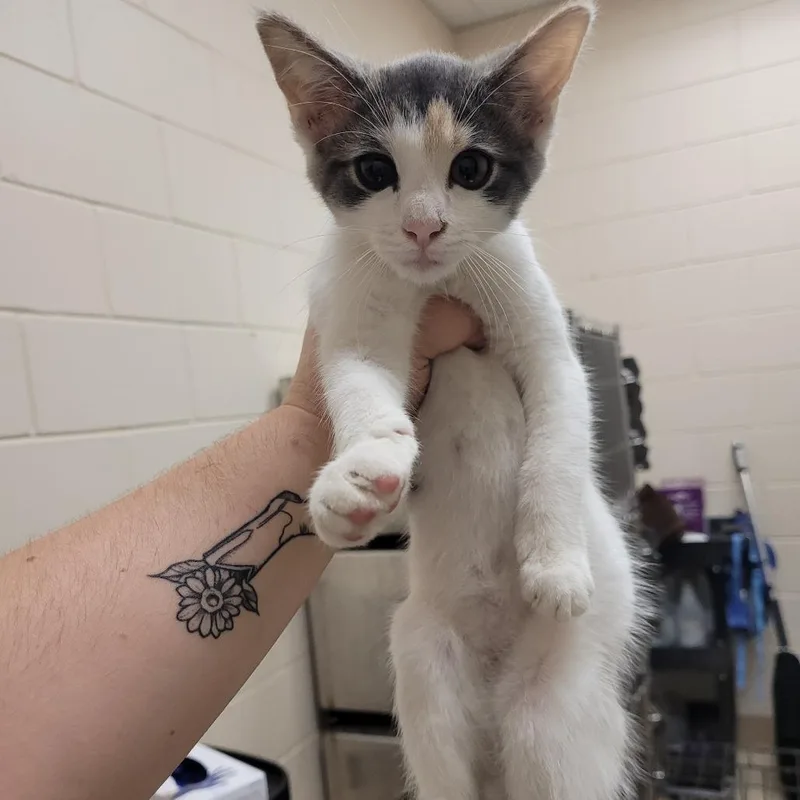 A baby small-sized female Calico Domestic Short Hair cat named Abra for adoption in Lake Panasoffkee, FL