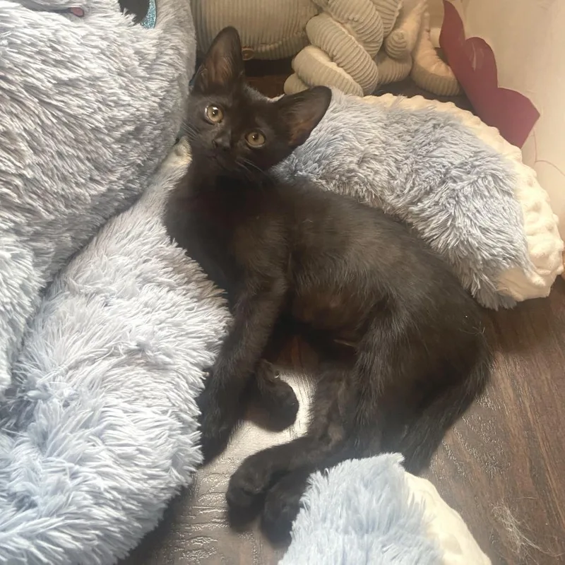 A baby small-sized male Black Domestic Short Hair cat named Suncat for adoption in Sarasota, FL