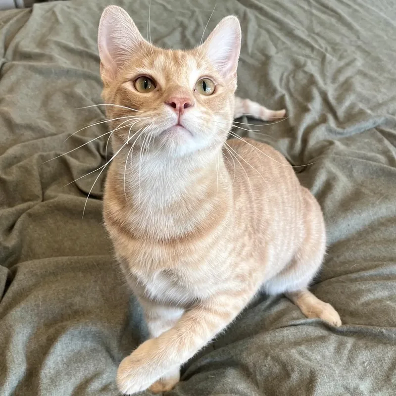 A young small-sized male Orange / Red Domestic Short Hair cat named Turnip for adoption in Costa Mesa, CA
