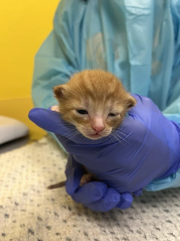A baby small-sized male Tabby (Orange / Red) Domestic Short Hair cat named Wario for adoption in Raleigh, NC