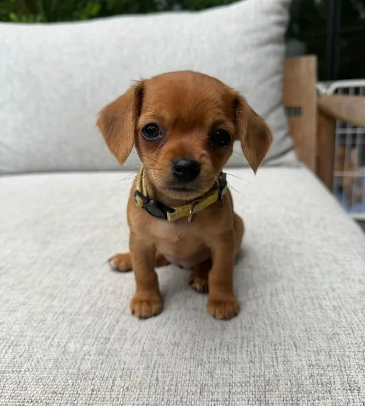A young small-sized female Chihuahua dog named Cocoa for adoption in Manhattan Beach, CA