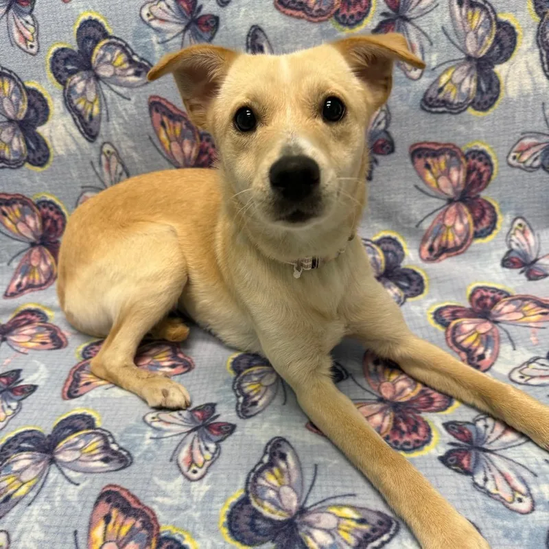 A young small-sized female Golden Labrador Retriever dog named Molly for adoption in Houston, TX