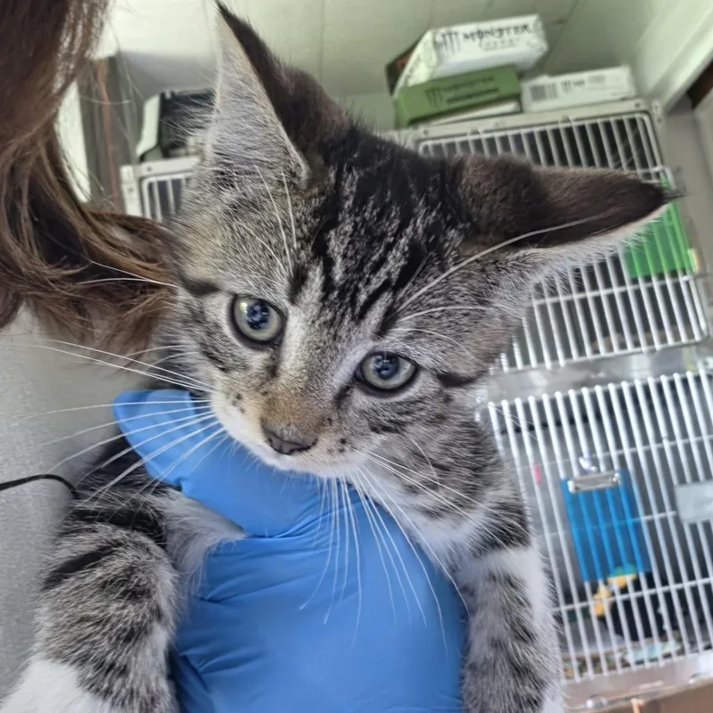 A baby small-sized male Brown / Chocolate Domestic Short Hair cat named Cosmo for adoption in Troy, IL