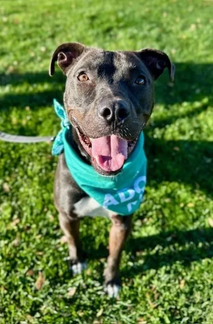An adult medium-sized male Pit Bull Terrier dog named Nacho for adoption in Phoenix, AZ