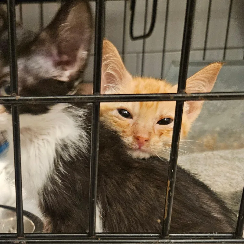 A baby small-sized male Orange / Red Domestic Short Hair cat named Tom in Manchester  for adoption in Alexandria, VA