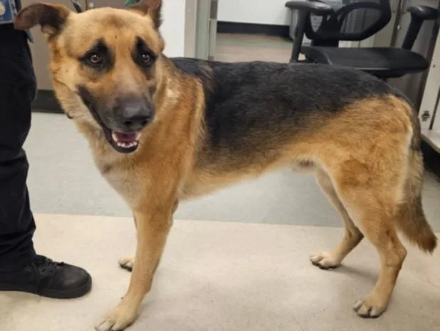An adult large-sized male German Shepherd Dog dog named Maverick for adoption in Van Nuys, CA