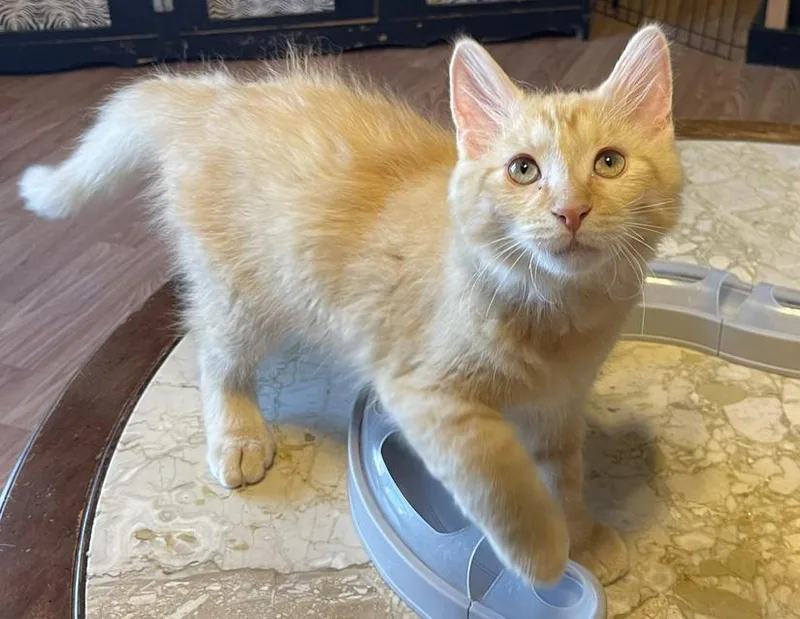 A young small-sized male Tabby (Orange / Red) Domestic Medium Hair cat named Butterscotch for adoption in Columbus, IN