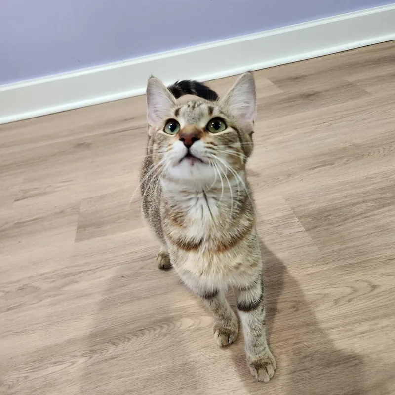 A young medium-sized female Domestic Short Hair cat named Little Miss Sunshine for adoption in Portage, MI