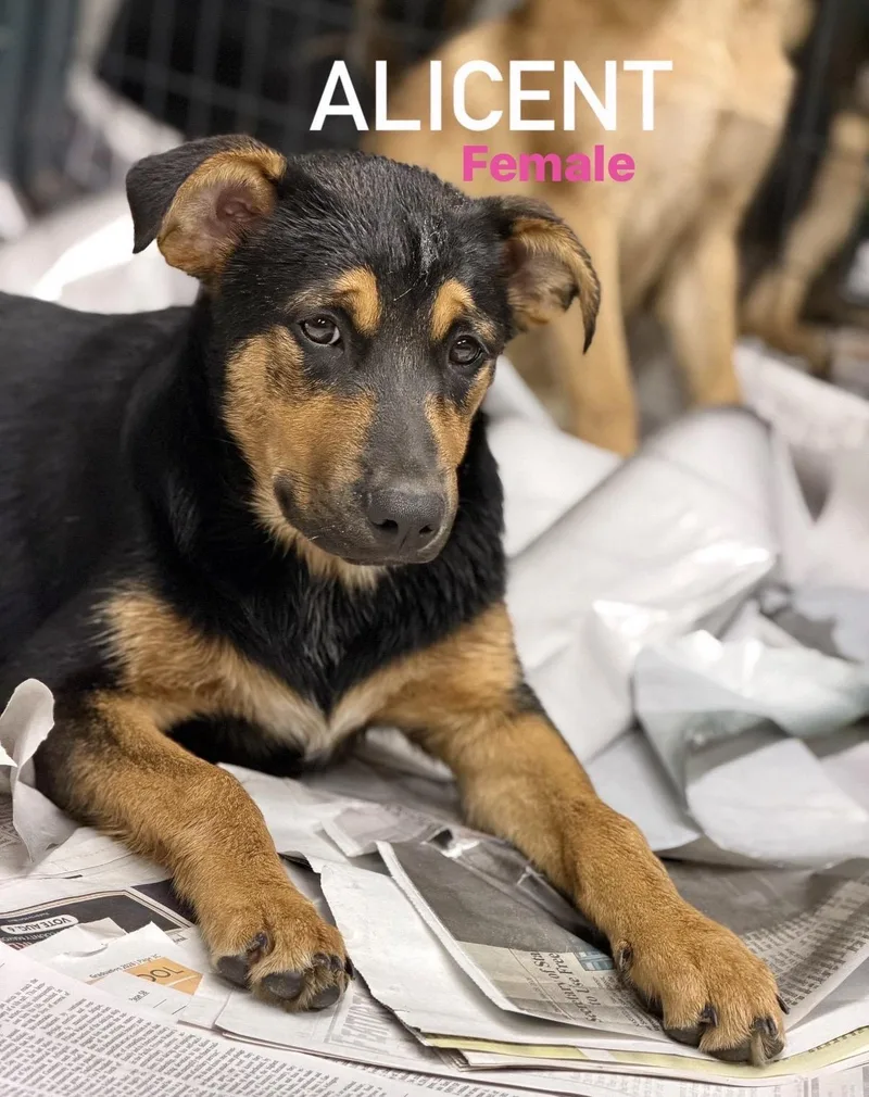 A baby medium-sized female Labrador Retriever dog named Alicent for adoption in Pembroke, MA