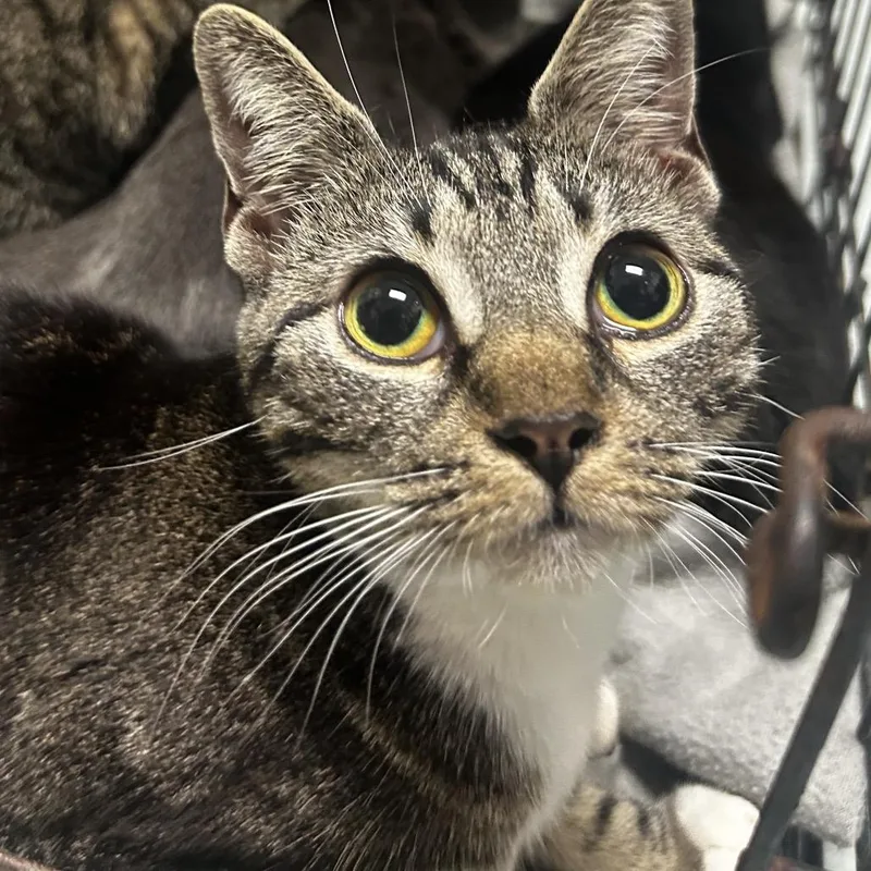 An adult medium-sized female Black Domestic Short Hair cat named Sidios for adoption in Philadelphia, PA