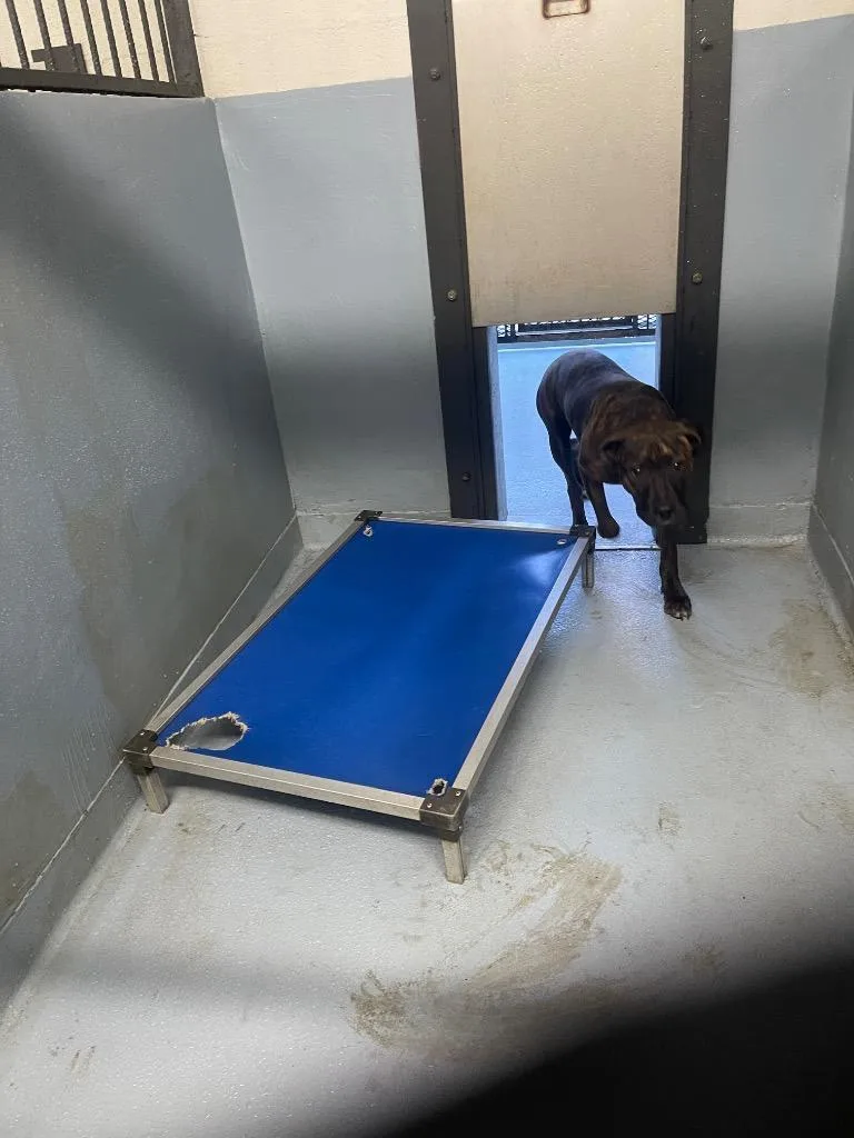 A young large-sized male Mixed Breed dog named Bean  O for adoption in Cartersville , GA