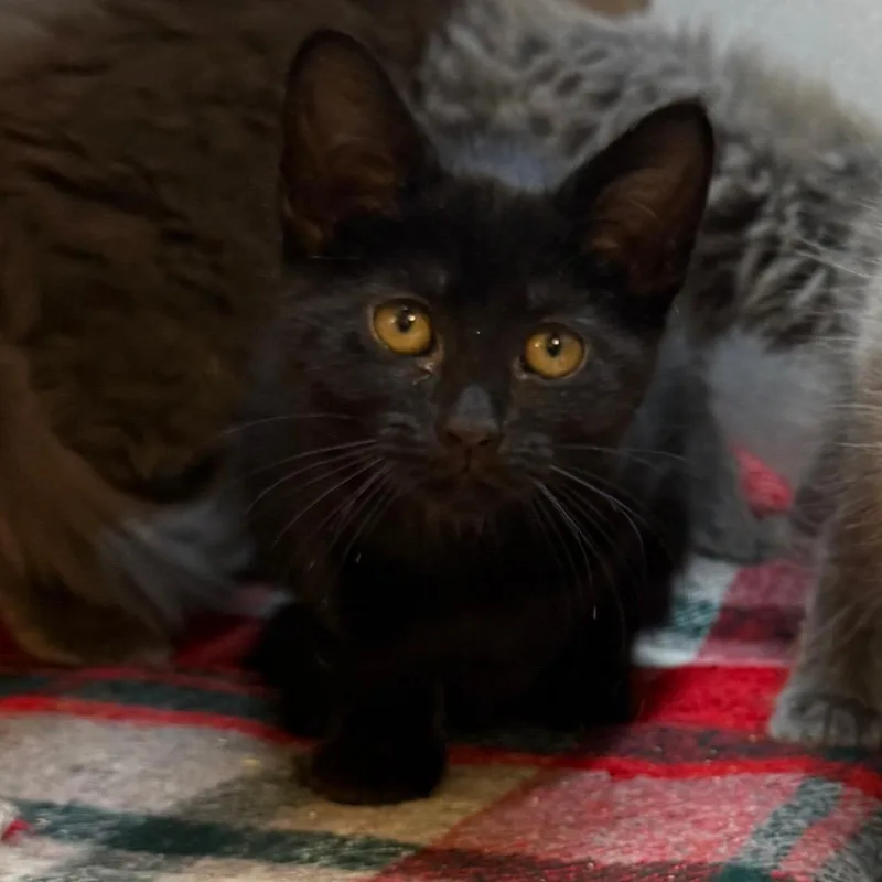 A baby small-sized female Domestic Short Hair cat named Cuban for adoption in Pittsburgh, PA