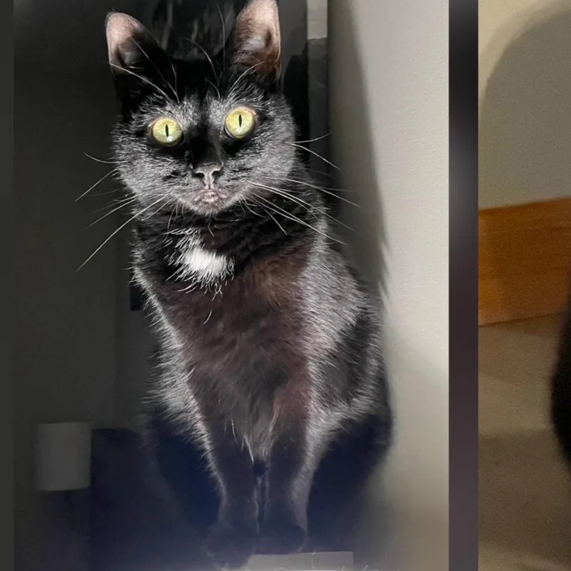 A senior small-sized female Black Domestic Short Hair cat named Oreo for adoption in Bristol, IN