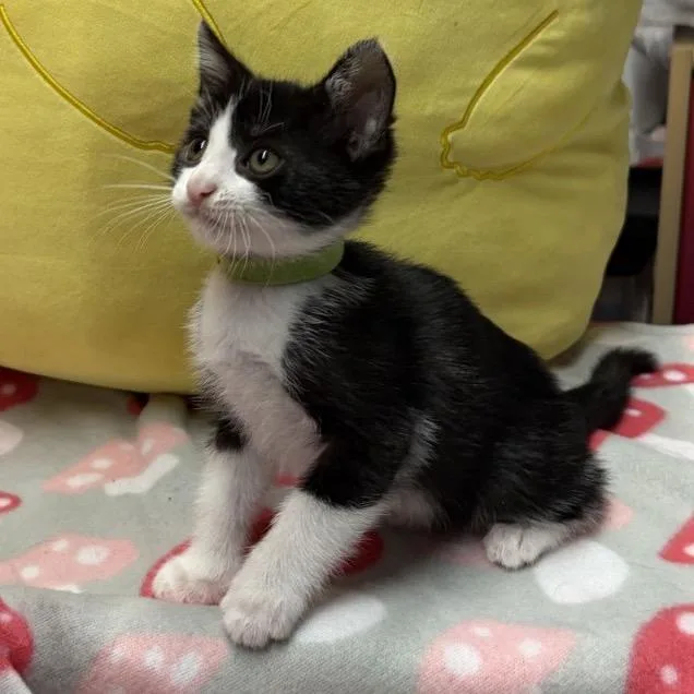 A baby small-sized male Black Domestic Short Hair cat named Dokma for adoption in Westminster, CA