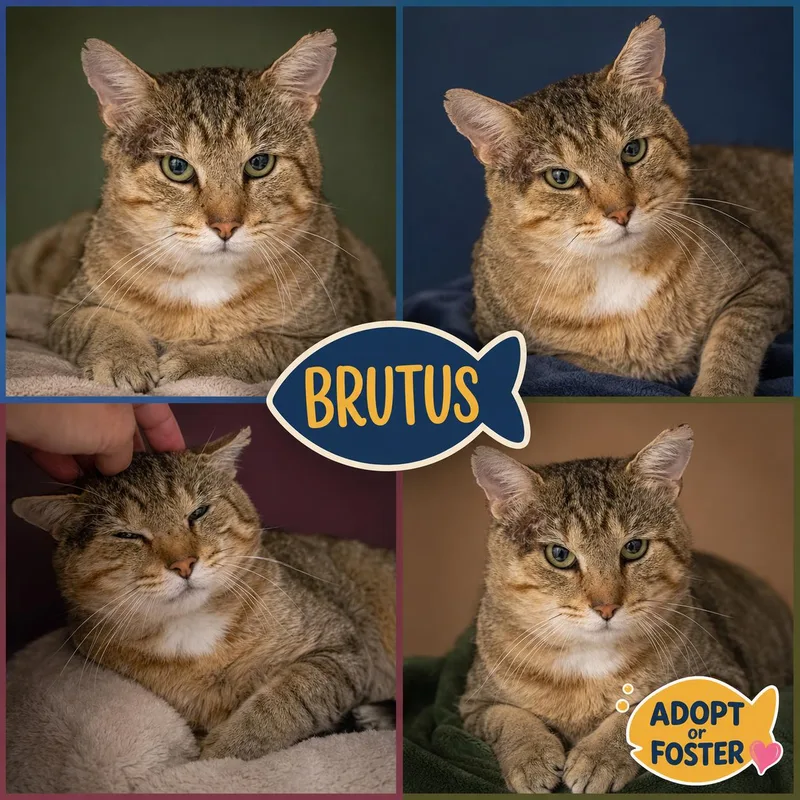 Brutus thumbnail 3