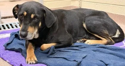 An adult medium-sized female Mixed Breed dog named Hayden for adoption in Balch Springs, TX