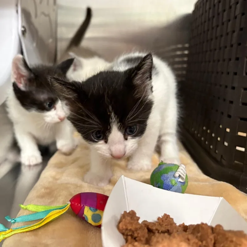A baby small-sized male Domestic Short Hair cat named Classic Roast Beef for adoption in Spokane, WA