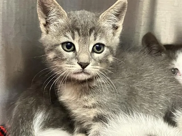 A baby small-sized male Domestic Short Hair cat named Billy for adoption in Tustin, CA