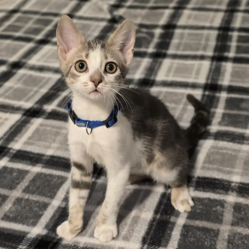 A baby medium-sized male Domestic Short Hair cat named Leia for adoption in Sedalia, CO
