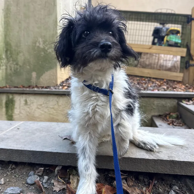 A baby medium-sized male Poodle dog named Sheldon for adoption in West Chester, PA