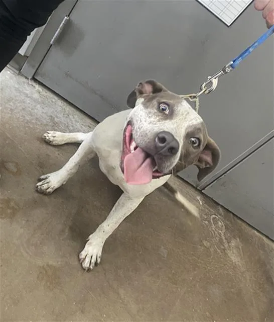 A young large-sized female Mixed Breed dog named Genovisia for adoption in Dallas, TX