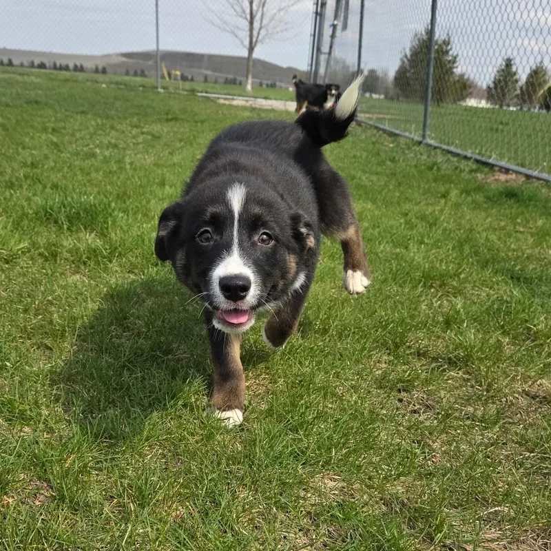 A baby medium-sized female Black Australian Shepherd dog named Fenway for adoption in Pontiac, IL