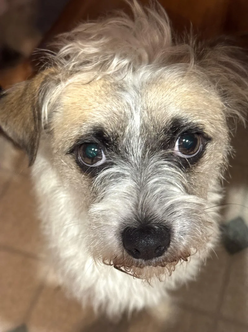 A young small-sized male Terrier dog named Sonic for adoption in Worcester, MA