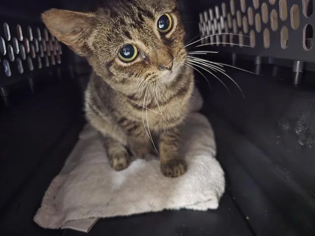 A baby small-sized female Domestic Short Hair cat named Cardamom for adoption in Aliquippa, PA