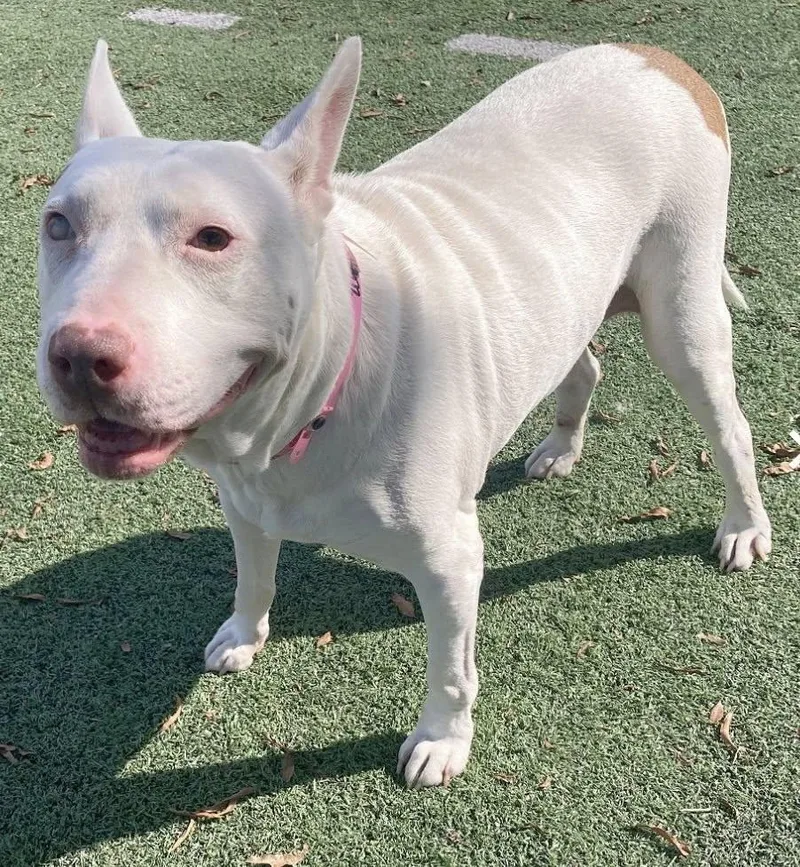 Daisy Mae thumbnail 2