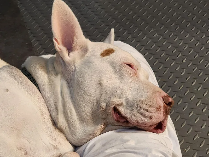 Daisy Mae thumbnail 6