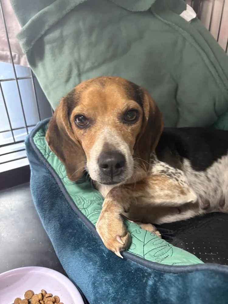 An adult small-sized female Tricolor (Brown, Black, & White) Beagle dog named Maggie for adoption in Rochester, IN